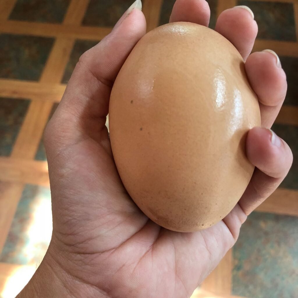an egg in a hand
