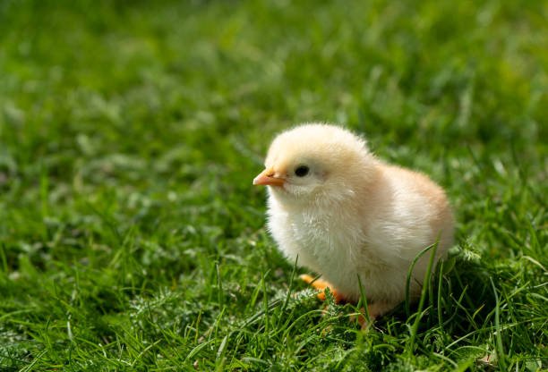 Small newborn chick stands on green grass. Spring mood. Background for an Easter greeting or a postcard. 