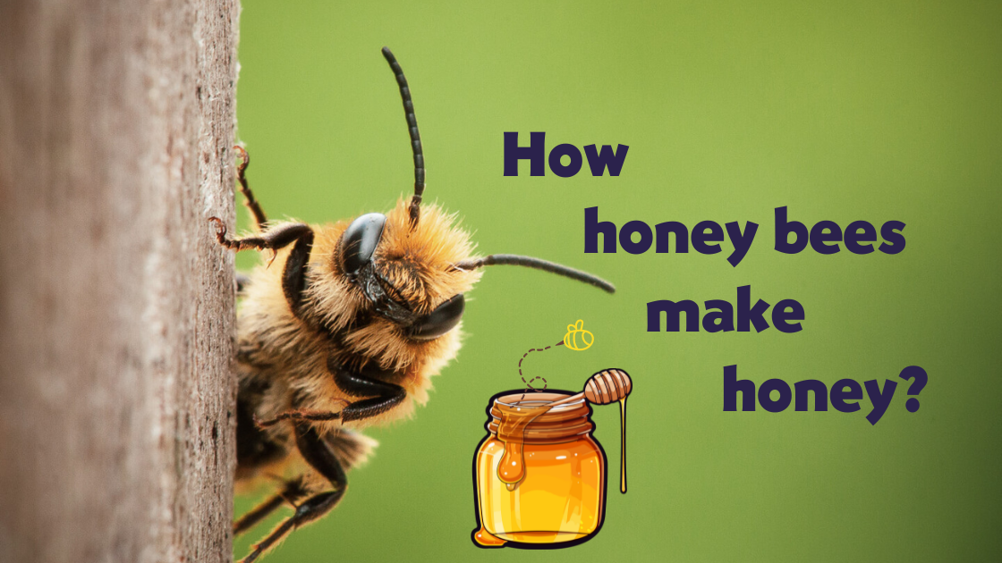 Featured image of honey bee