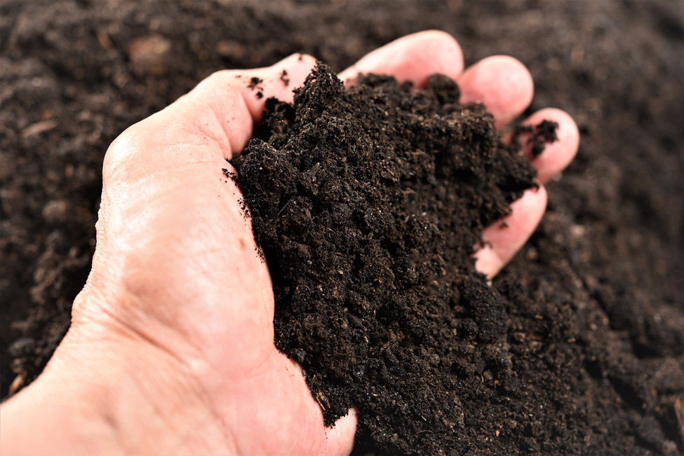 hand holding soil